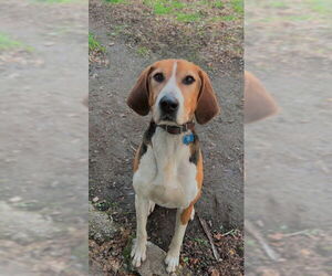 Treeing Walker Coonhound Dogs for adoption in Ogden, UT, USA