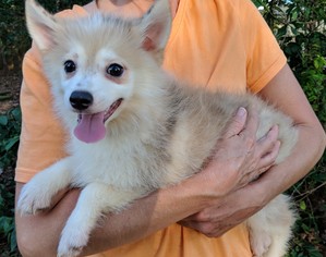 Alaskan Husky-Pomeranian Mix Dogs for adoption in Commerce, GA, USA