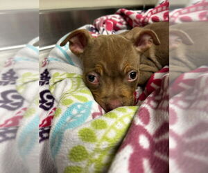 American Pit Bull Terrier Dogs for adoption in Martinez, CA, USA