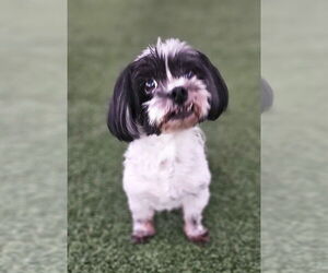 Coton de Tulear Dogs for adoption in oakland, FL, USA