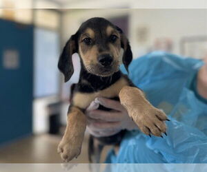 Mutt Dogs for adoption in Raleigh, NC, USA