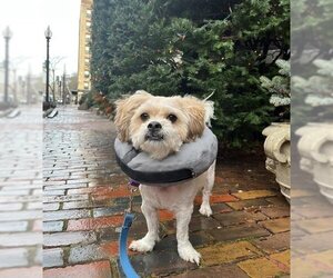 Shih Tzu-Unknown Mix Dogs for adoption in Boston, MA, USA