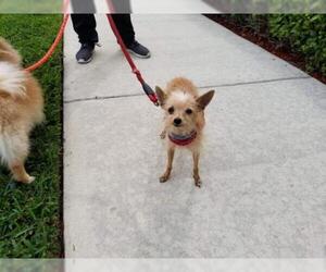Chihuahua-Unknown Mix Dogs for adoption in Miami, FL, USA