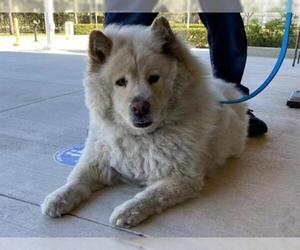 Chow Chow Dogs for adoption in Fort Lauderdale, FL, USA