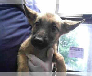 Mutt Dogs for adoption in Tulsa, OK, USA