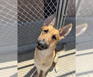 German Shepherd Dog Dogs for adoption in London, Ontario, Canada