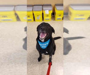 Labrador Retriever Dogs for adoption in Hernando, MS, USA