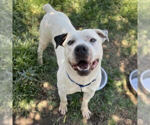 American Pit Bull Terrier-Unknown Mix Dogs for adoption in Modesto, CA, USA