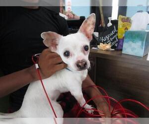 Chihuahua Dogs for adoption in Temple, TX, USA