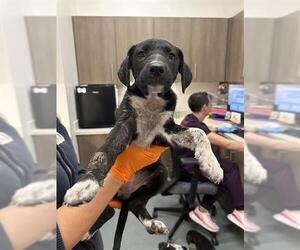 Labrador Retriever Dogs for adoption in Baytown, TX, USA