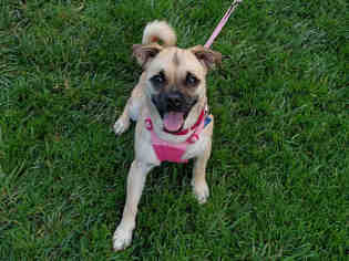 Puggle Dogs for adoption in San Clemente, CA, USA