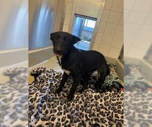 Border Collie Dogs for adoption in San Martin, CA, USA