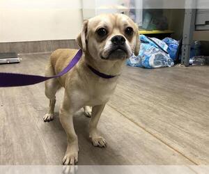 Pug Dogs for adoption in Pasadena, CA, USA