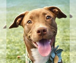 American Pit Bull Terrier Dogs for adoption in Pleasanton, CA, USA