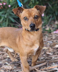 Dorgi Dogs for adoption in Palo Alto, CA, USA