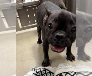 French Bulldog Dogs for adoption in Fort Lauderdale, FL, USA