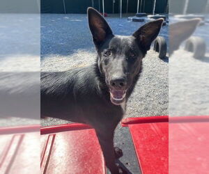 German Shepherd Dog Dogs for adoption in Newfoundland, PA, USA