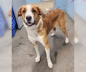 Collie-Unknown Mix Dogs for adoption in Evansville, IN, USA