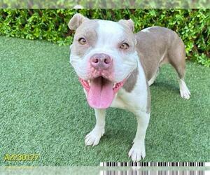 American Pit Bull Terrier Dogs for adoption in West Palm Beach, FL, USA