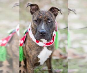 Bullboxer Pit Dogs for adoption in north little rock, AR, USA