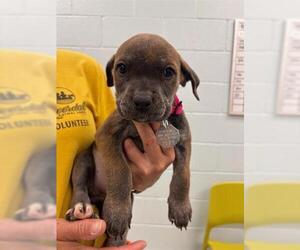 Labrador Retriever Dogs for adoption in Brighton, CO, USA