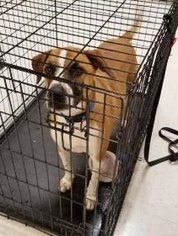 Bullboxer Pit Dogs for adoption in Helena, AL, USA