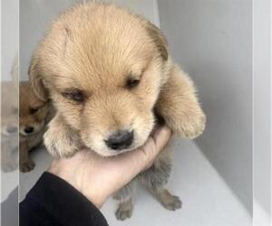 Golden Retriever-Unknown Mix Dogs for adoption in Houston, TX, USA