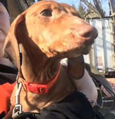 Dachshund Dogs for adoption in Stroudsburg, PA, USA
