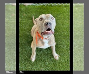 Staffordshire Bull Terrier Dogs for adoption in Chino Valley, AZ, USA