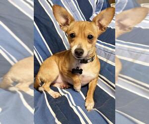 Chihuahua Dogs for adoption in Buffalo, NY, USA