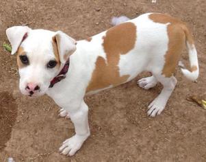 Medium Photo #6 American Staffordshire Terrier-Unknown Mix Puppy For Sale in Maricopa, AZ, USA