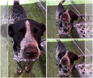 Bluetick Coonhound-Unknown Mix Dogs for adoption in San Antonio, TX, USA