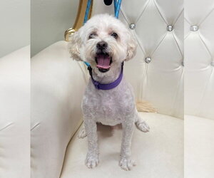 Maltese-Unknown Mix Dogs for adoption in Cliffwood, NJ, USA