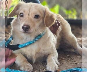 Pomeranian-Unknown Mix Dogs for adoption in Carrollton, TX, USA