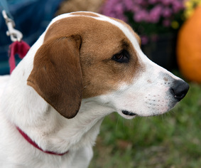 Basset Hound-Jack Russell Terrier Mix Dogs for adoption in Franklin, IN, USA
