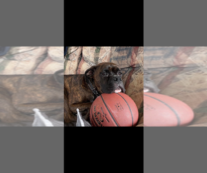 Boxer Dogs for adoption in Aurora, IN, USA