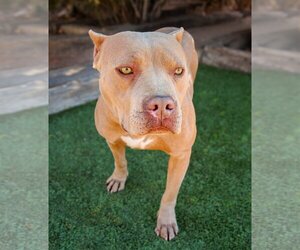 American Staffordshire Terrier-Bulldog Mix Dogs for adoption in Albuquerque, NM, USA