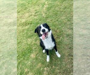Border Collie-Unknown Mix Dogs for adoption in Temple, TX, USA