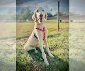 Poodle (Standard)-Unknown Mix Dogs for adoption in Pacolet, SC, USA