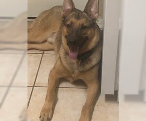 German Shepherd Dog Dogs for adoption in Chandler, AZ, USA