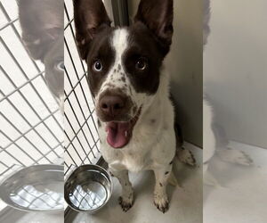 Border Collie-Unknown Mix Dogs for adoption in Pampa, TX, USA