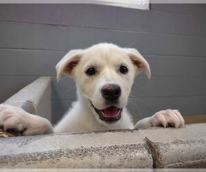 Great Pyrenees-Unknown Mix Dogs for adoption in Raleigh, NC, USA