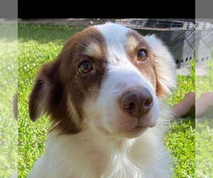 Australian Shepherd Dogs for adoption in Canton, CT, USA