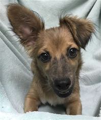 Chion Dogs for adoption in Kailua Kona , HI, USA