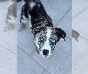 Australian Shepherd-Unknown Mix Dogs for adoption in Plymouth, MN, USA