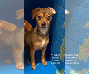 Chihuahua-Unknown Mix Dogs for adoption in Calgary, Alberta, Canada