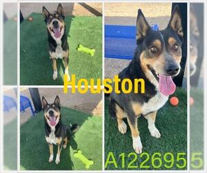 Gerberian Shepsky Dogs for adoption in HESPERIA, CA, USA