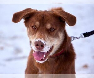 Huskies -Unknown Mix Dogs for adoption in Grasswood, Saskatchewan, Canada