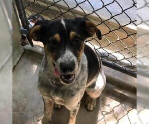 Bluetick Coonhound Dogs for adoption in Eureka Springs, AR, USA