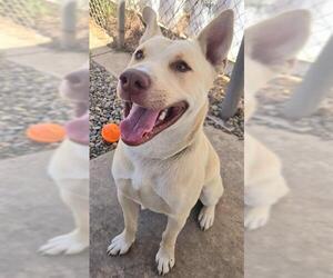 American Pit Bull Terrier-Labrador Retriever Mix Dogs for adoption in Sacramento, CA, USA
